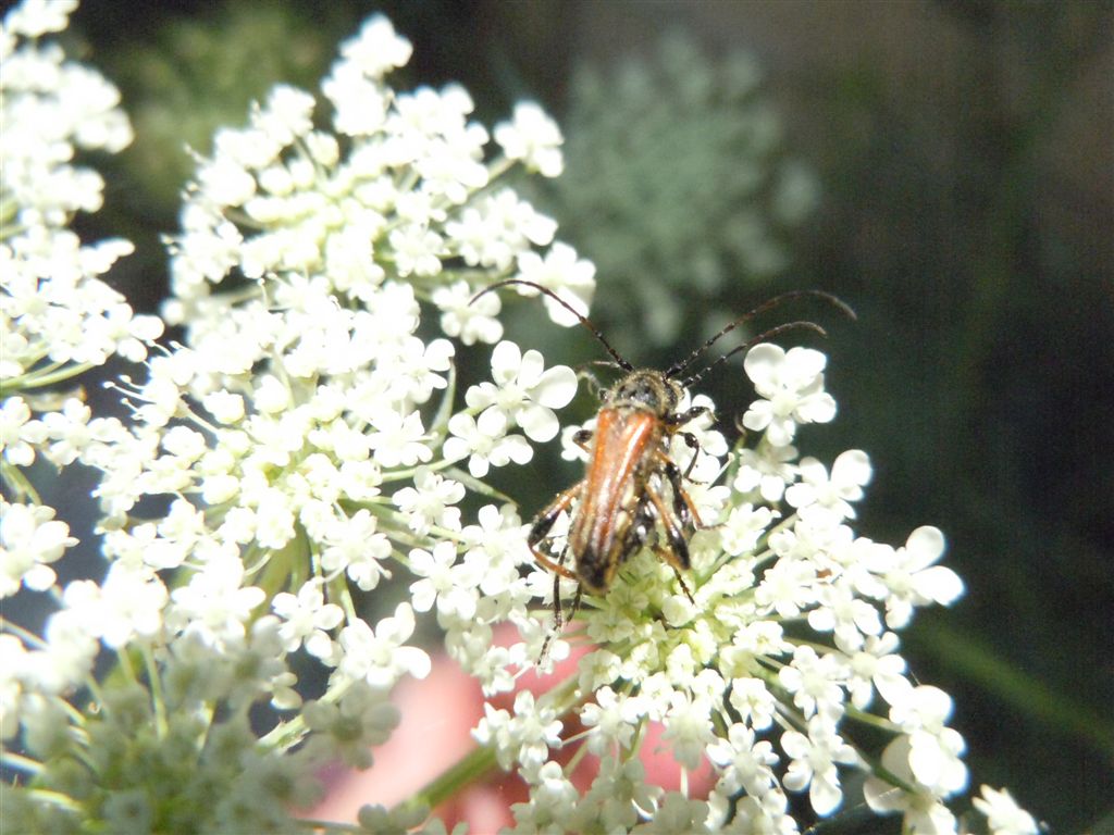 Oedemeridae? No. Stenopterus ater  (Cerambycidae)